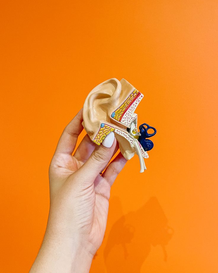 ear model